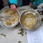 dandilion fritters cooking